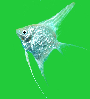 albinopearlscale_angel.jpg