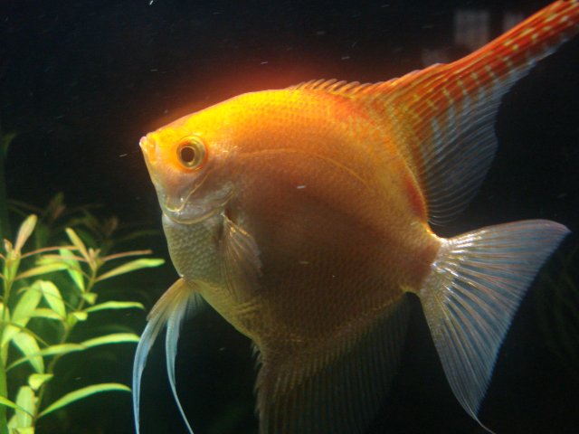 Fish 032309 016.jpg