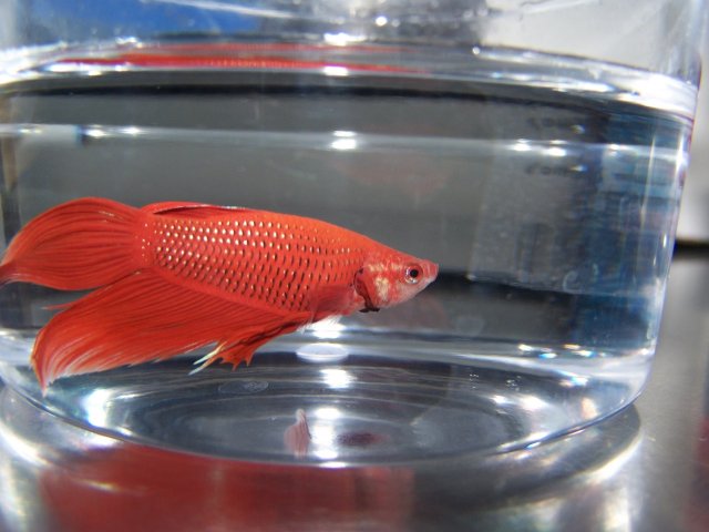 Betta splendens3.JPG
