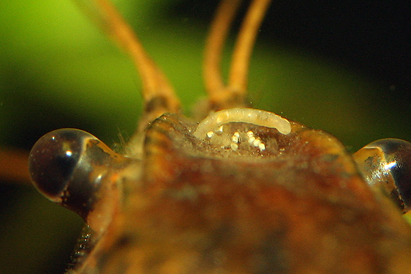 worm1.jpg