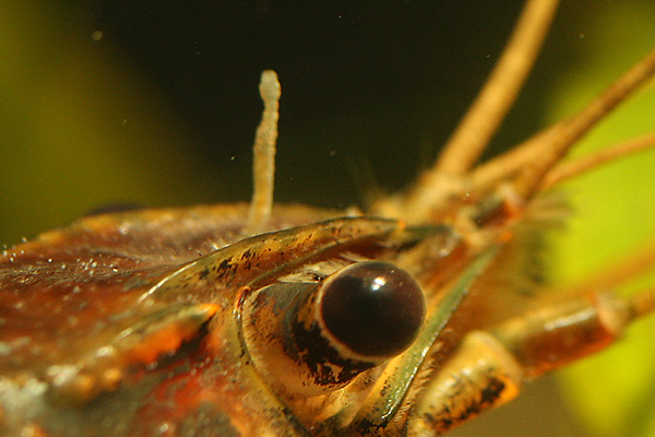 worm2.jpg