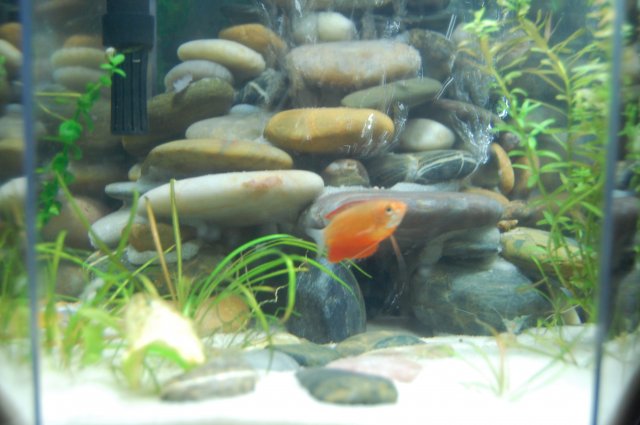 fish.JPG fish.JPG