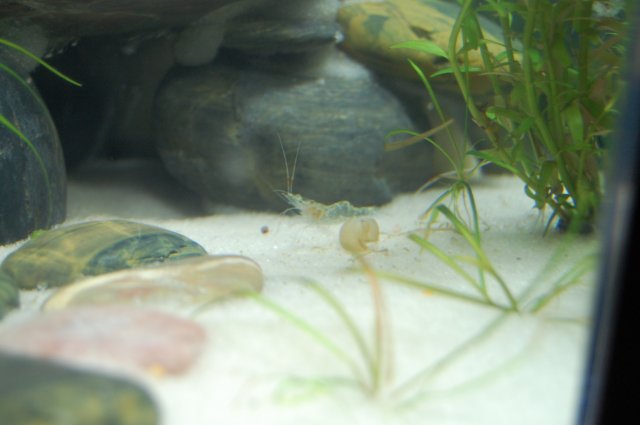 shrimp.JPG shrimp.JPG