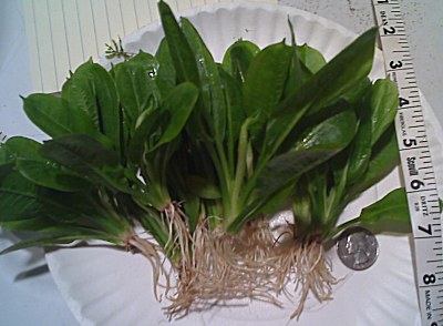 Echinodorus parviflorus Tropica.jpg