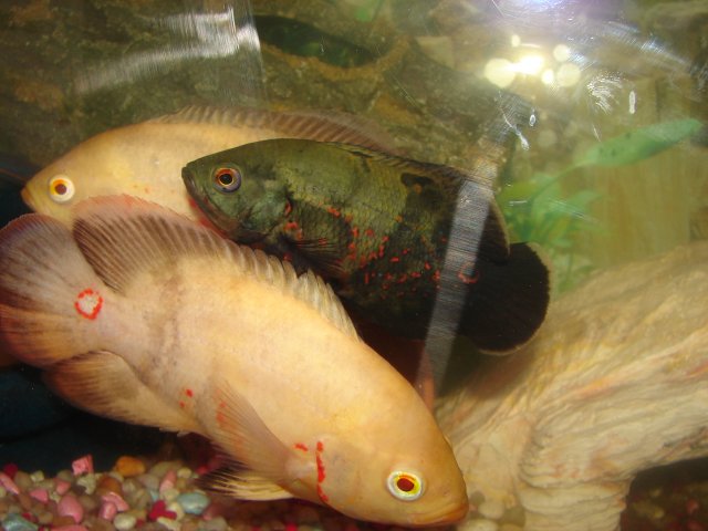 DSC07685.JPG