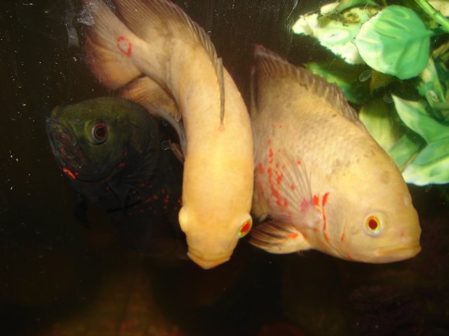DSC07643.JPG