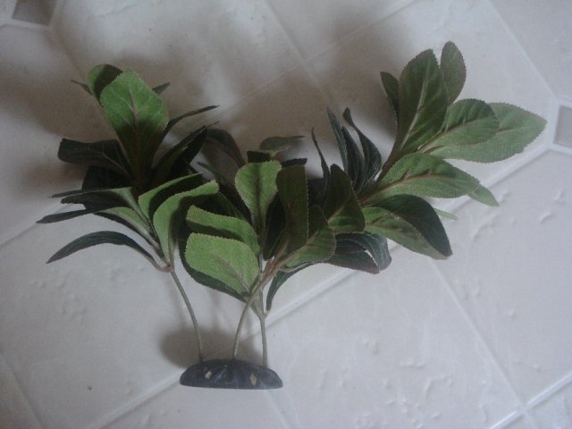 Plants 003.jpg