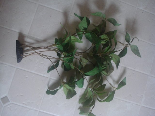 Plants 004.jpg
