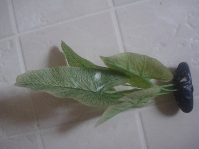 Plants 005.jpg