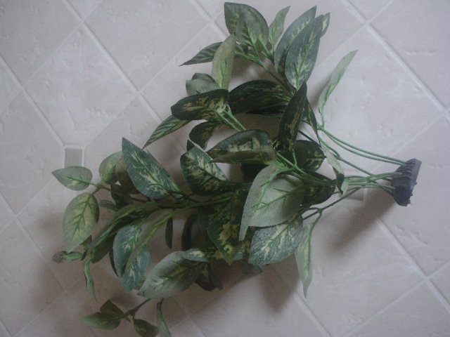 Plants 006.jpg