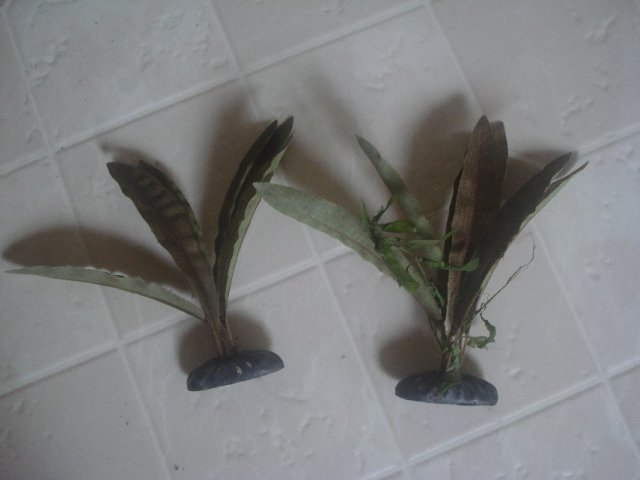 Plants 007.jpg