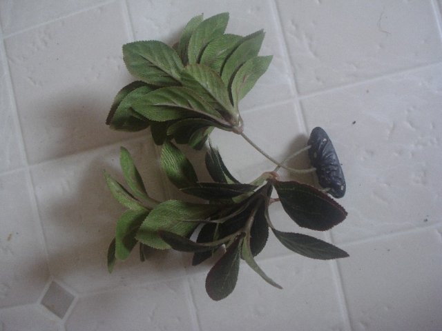 Plants 008.jpg