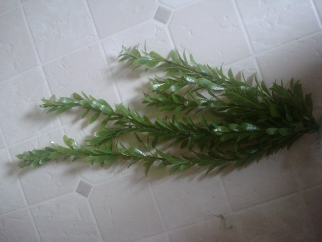 Plants 010.jpg