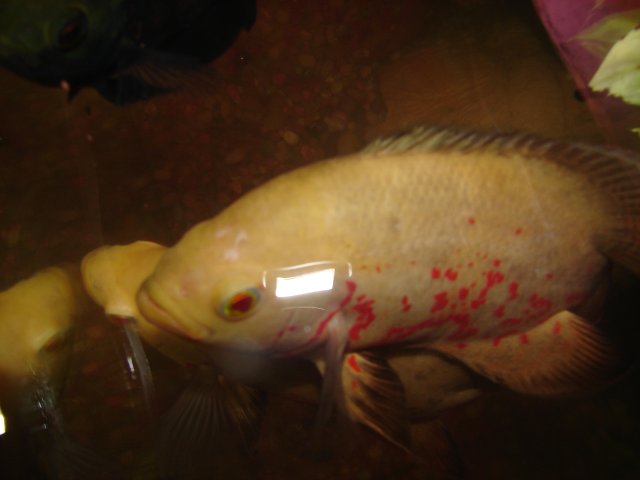 DSC07654.JPG