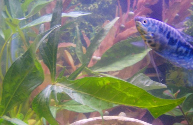 plant fish 009.JPG plant fish 009.JPG