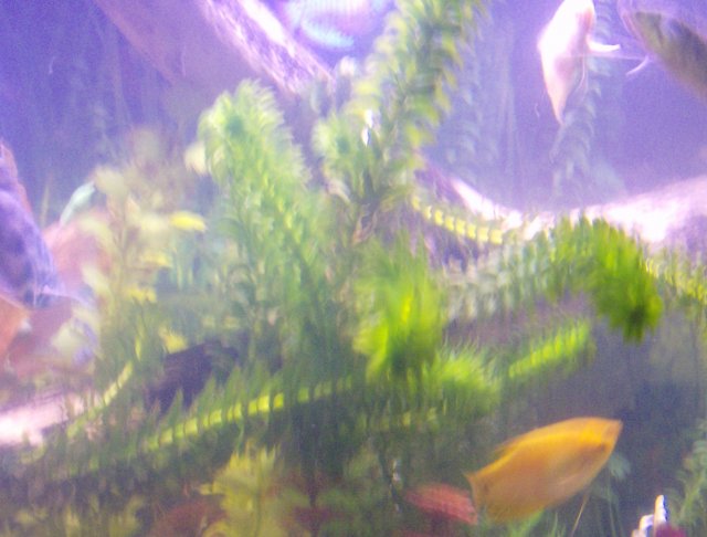 plant fish 010.JPG plant fish 010.JPG