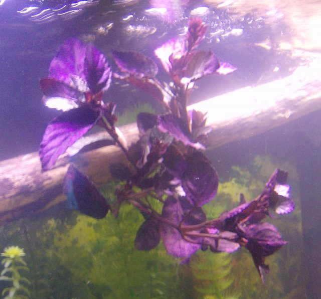 plant fish 011.JPG plant fish 011.JPG