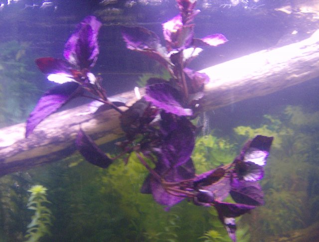 plant fish 012.JPG plant fish 012.JPG
