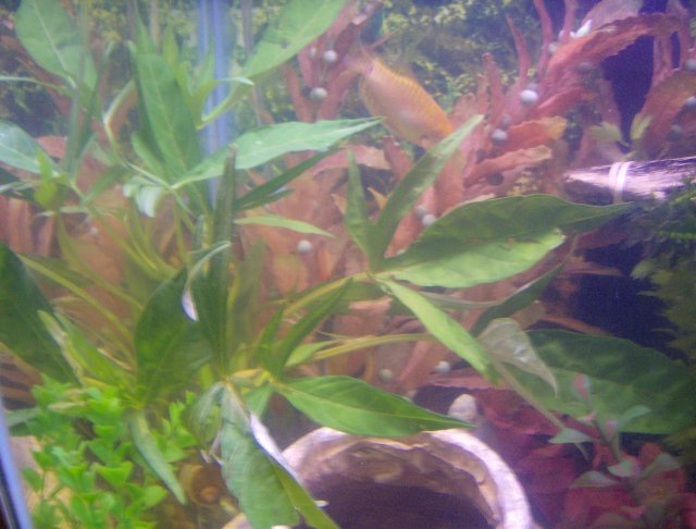 plant fish 013.JPG plant fish 013.JPG