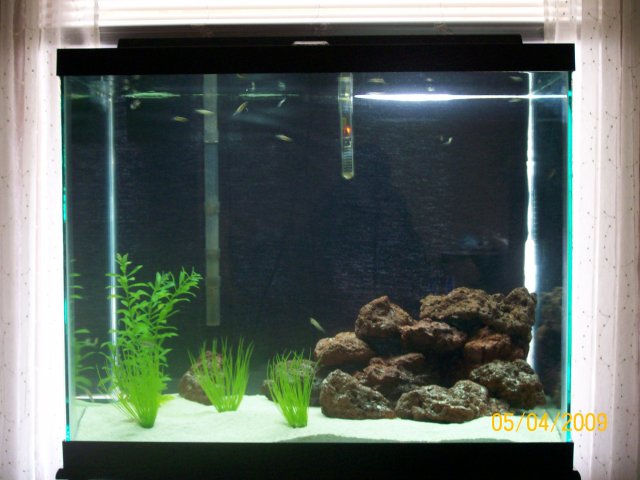 56gal more rock work and plastic plants.JPG