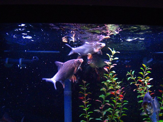 IMG_1514.JPG