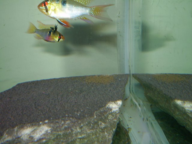 GBRsSpawning 003.jpg