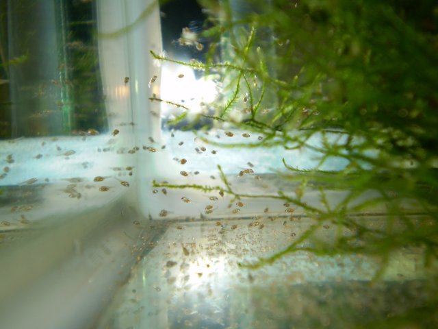 GBRsSpawning 007.jpg