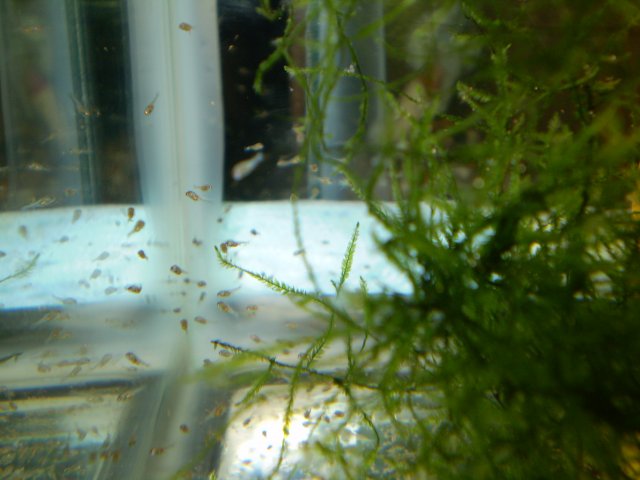 GBRsSpawning 010.jpg