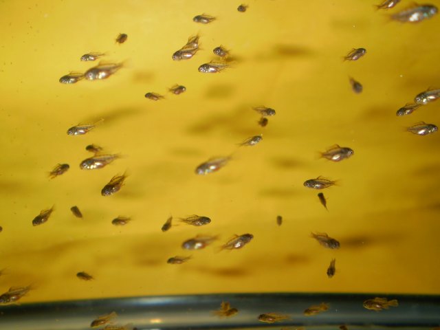 GBRsSpawning 011.jpg