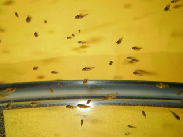 GBRsSpawning 015.jpg