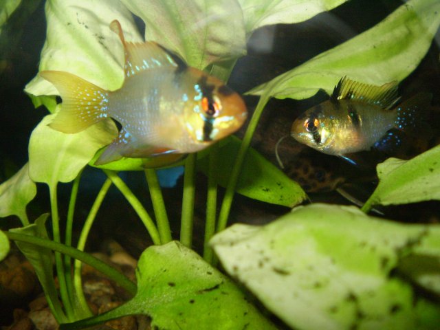 gbrs 005.jpg