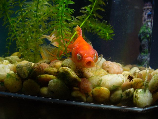 goldfish 9 pm - eyes and mouth.JPG