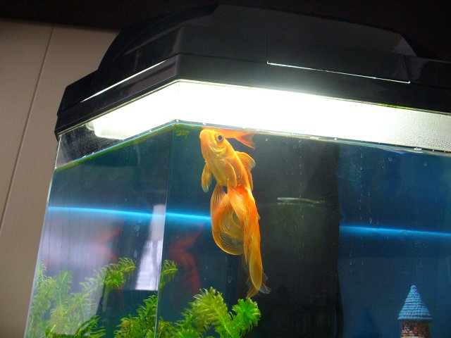 happy goldfish yesterday.JPG