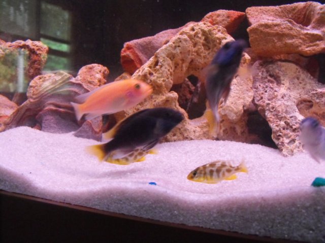 DSCF0090.JPG