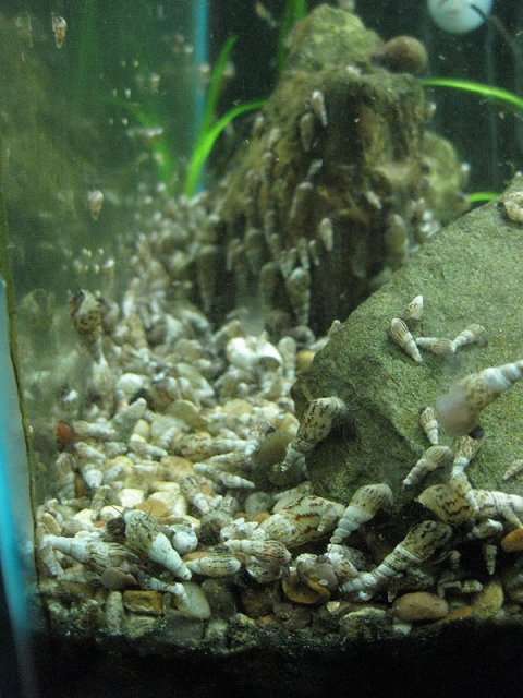 snail1.jpg