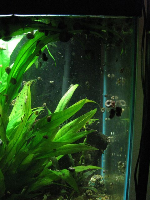 snail2.jpg