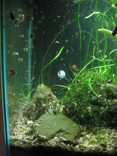 snail3.jpg