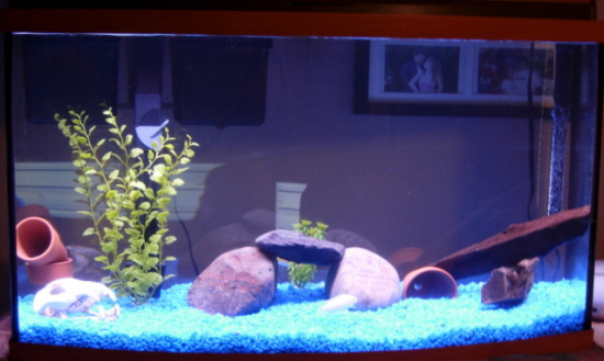 My 46 gallon mixed african.jpg