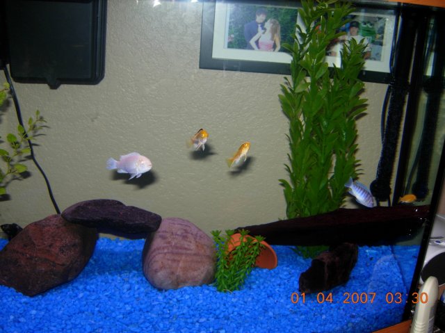 Some of my fish saying hello.jpg