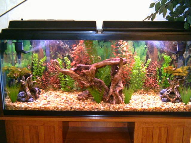 Fish Tank 006.jpg