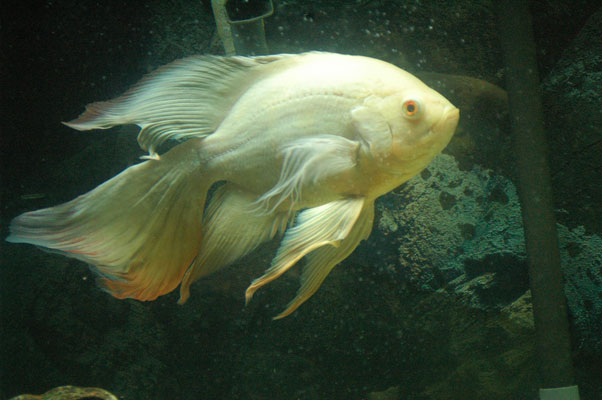 Long_finned_oscar.jpg