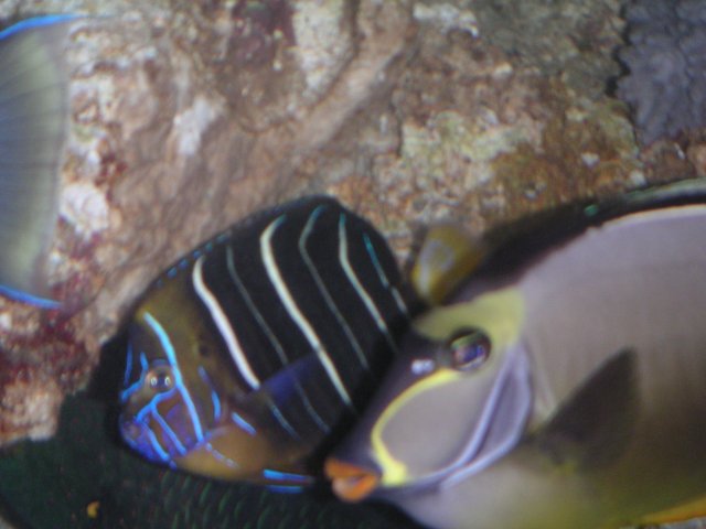PICT0083.JPG