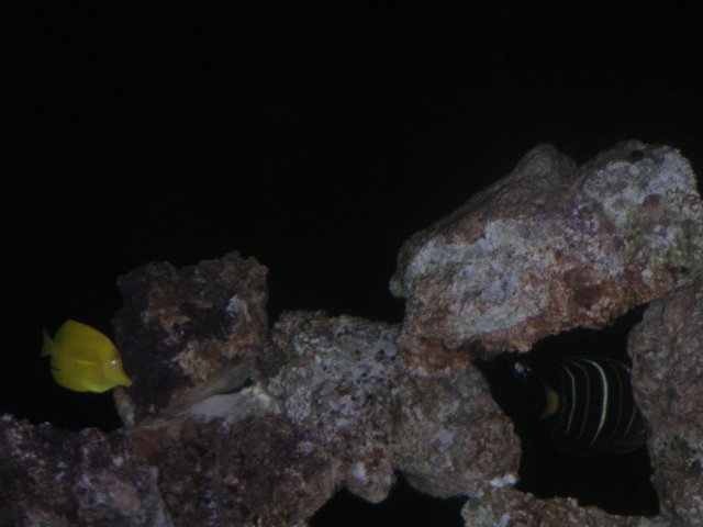 PICT0051.JPG