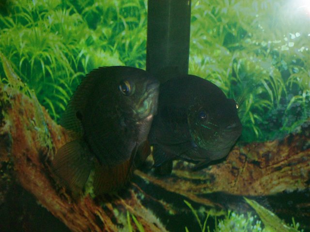 100_0385.jpg