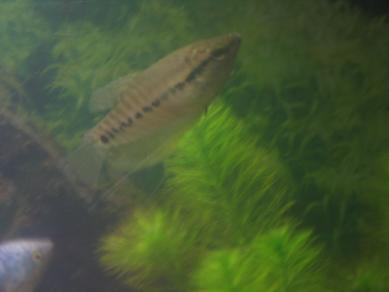 gourami.JPG