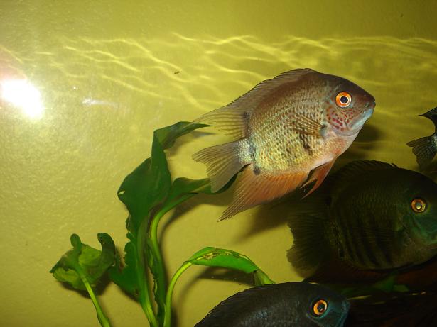 Group of severums.jpg 2.jpg