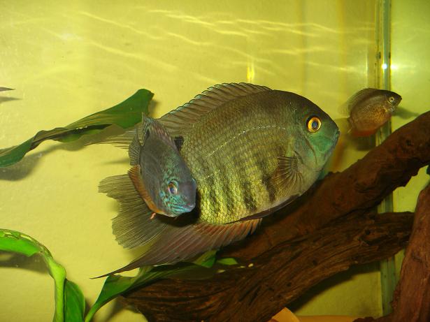 Group of severums.jpg