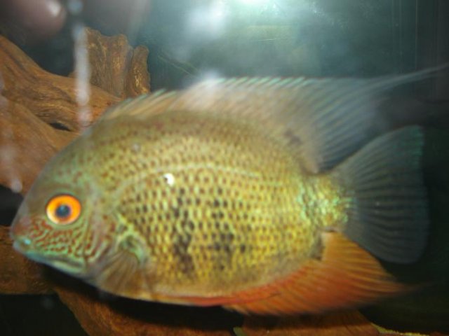 Male Severum.jpg