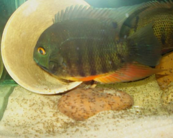 11-30-2006 Severum fry 015.jpg