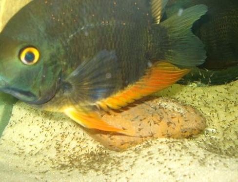 11-30-2006 Severum fry 012.jpg